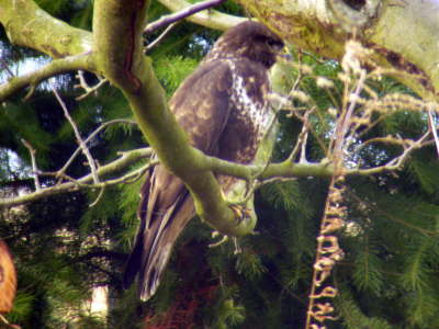 Maeusebussard